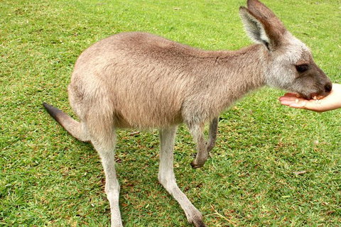 2 Day Exclusively Private Tour Of Phillip Island & The Penguin Parade - Restaurant Gold Coast 0