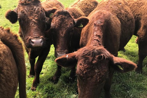 2 Day Exclusively Private Tour Of Phillip Island & The Penguin Parade - Restaurant Gold Coast 1