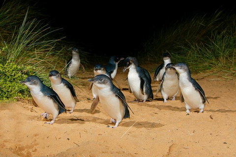 2 Day Exclusively Private Tour Of Phillip Island & The Penguin Parade - Restaurant Gold Coast 7