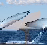 Phillip Island Whale Watching Tour - Restaurant Gold Coast