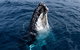 Phillip Island Whale Watching Tour - thumb 6