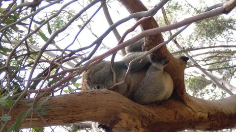 Phillip Island 3 Park Pass: Penguin Parade, Koala Conservation Centre And Penguin Parade, Koala ConservationHeritage Farm - Restaurant Gold Coast 4