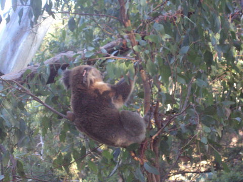 Phillip Island 3 Park Pass: Penguin Parade, Koala Conservation Centre And Penguin Parade, Koala ConservationHeritage Farm - Restaurant Gold Coast 2