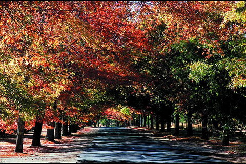 Macedon Ranges Small Group Wine Tour With 2 Course Lunch And Morning Tea - Restaurant Gold Coast 3