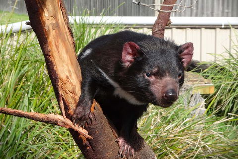 Tasmania 6 Day \'Tour In Circle\' - Restaurant Gold Coast 1