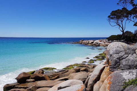 Tasmania 6 Day \'Tour In Circle\' - Restaurant Gold Coast 4