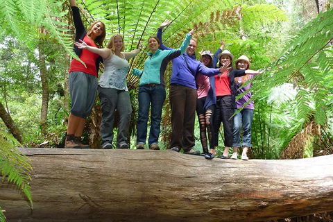 Mt Field National Park Active Day-Trip Including Bonorong And Mt Wellington - Restaurant Gold Coast 4