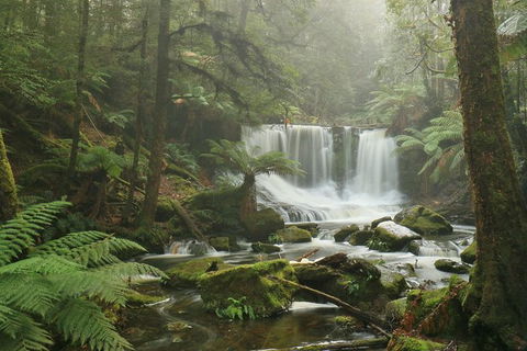 Mt Field National Park Active Day-Trip Including Bonorong And Mt Wellington - Restaurant Gold Coast 10
