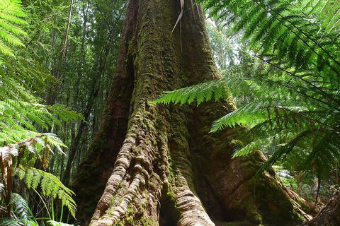 Mt Field National Park Active Day-Trip Including Bonorong And Mt Wellington - Restaurant Gold Coast 11