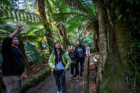 Mt Field National Park Active Day-Trip Including Bonorong And Mt Wellington - Restaurant Gold Coast 5