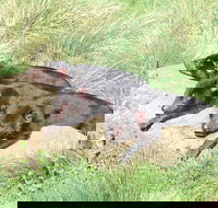 Day Keeper Tour - Restaurant Gold Coast