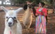 Unguided Family Llama Walk - thumb 1