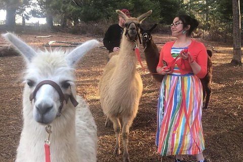 Unguided Family Llama Walk - Restaurant Gold Coast 1