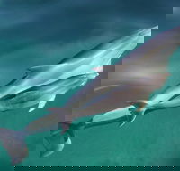 Dolphin Cruise from Adelaide with Optional Dolphin Swim - Restaurant Gold Coast