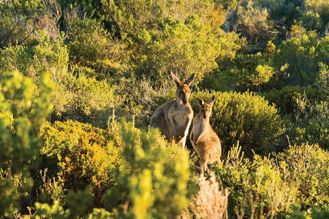 Coffin Bay Day Tour - A Taste Of Coffin Bay - Restaurant Gold Coast 11