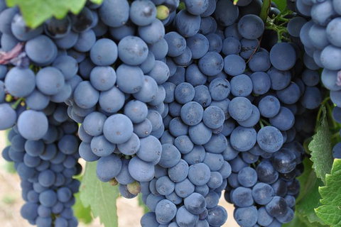 Adelaide Hills Day Tour. Winery Cellar Doors - Restaurant Gold Coast 7