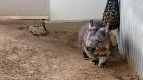 Lone Pine Koala Sanctuary Day Pass - Restaurant Gold Coast 7