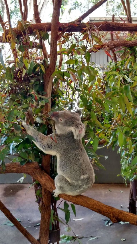 Lone Pine Koala Sanctuary Day Pass - Restaurant Gold Coast 5