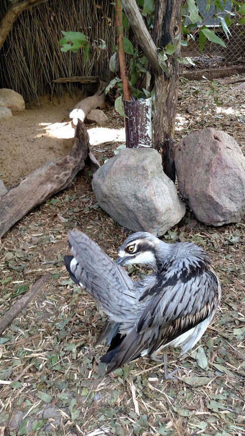 Lone Pine Koala Sanctuary Day Pass - Restaurant Gold Coast 6