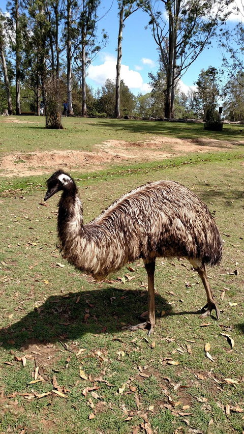 Lone Pine Koala Sanctuary Day Pass - Restaurant Gold Coast 8