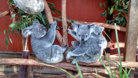 Lone Pine Koala Sanctuary Day Pass - Restaurant Gold Coast 3