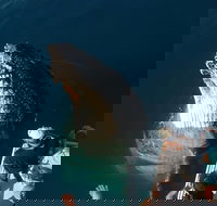 Hervey Bay Whale Watching Experience - Restaurant Gold Coast