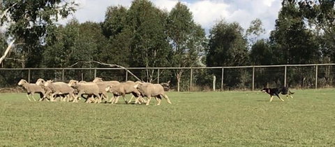 Lone Pine Koala Sanctuary Admission With Brisbane River Cruise - Restaurant Gold Coast 14