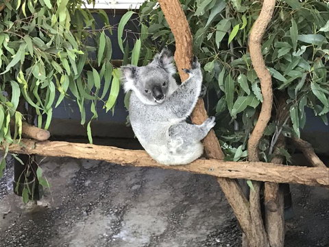Lone Pine Koala Sanctuary Admission With Brisbane River Cruise - Restaurant Gold Coast 21