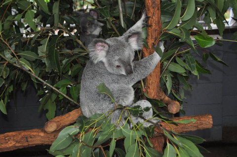 Lone Pine Koala Sanctuary Admission With Brisbane River Cruise - Restaurant Gold Coast 6