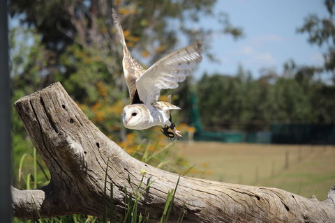 Lone Pine Koala Sanctuary Admission With Brisbane River Cruise - Restaurant Gold Coast 25