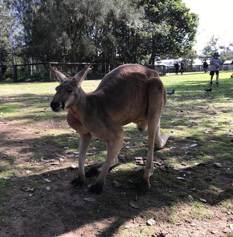 Lone Pine Koala Sanctuary Admission With Brisbane River Cruise - Restaurant Gold Coast 15