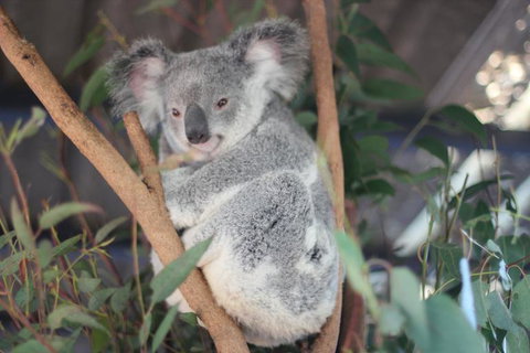 Lone Pine Koala Sanctuary Admission With Brisbane River Cruise - Restaurant Gold Coast 9