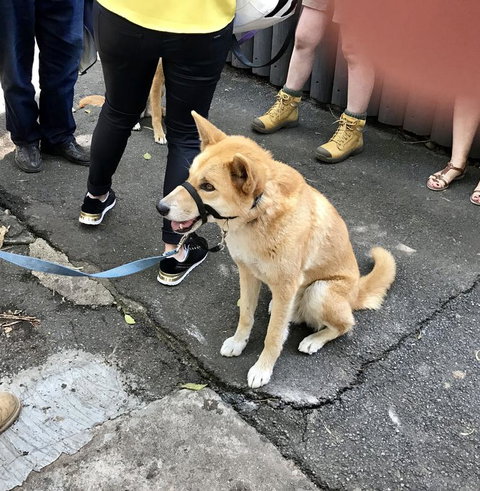 Lone Pine Koala Sanctuary Admission With Brisbane River Cruise - Restaurant Gold Coast 22