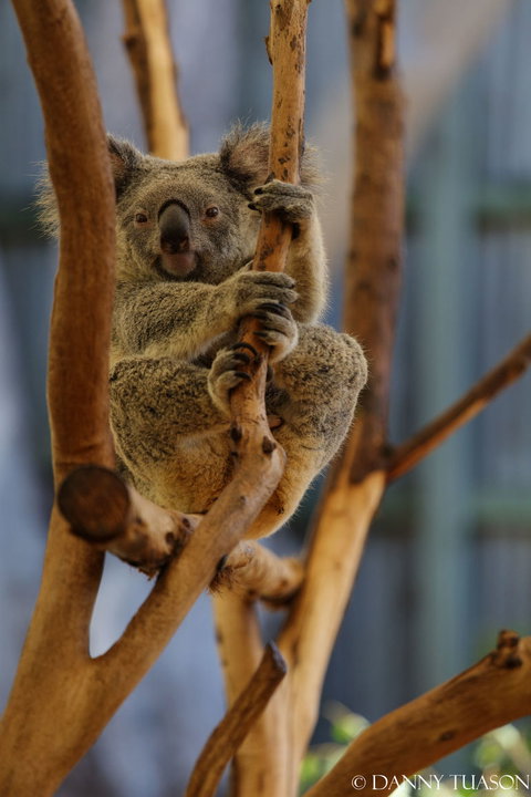 Lone Pine Koala Sanctuary Admission With Brisbane River Cruise - Restaurant Gold Coast 24