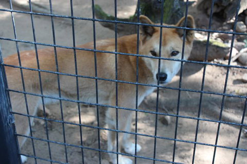 Lone Pine Koala Sanctuary Admission With Brisbane River Cruise - Restaurant Gold Coast 10