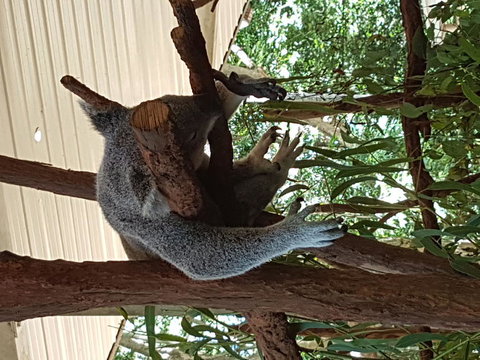 Lone Pine Koala Sanctuary Admission With Brisbane River Cruise - Restaurant Gold Coast 2