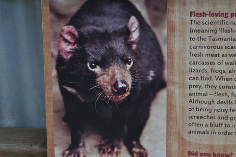 Lone Pine Koala Sanctuary Admission With Brisbane River Cruise - Restaurant Gold Coast 4