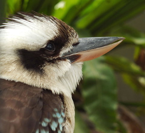 Lone Pine Koala Sanctuary Admission With Brisbane River Cruise - Restaurant Gold Coast 23