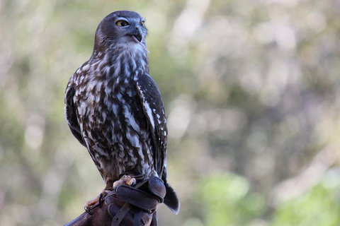 Lone Pine Koala Sanctuary Admission With Brisbane River Cruise - Restaurant Gold Coast 11