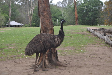 Lone Pine Koala Sanctuary Admission With Brisbane River Cruise - Restaurant Gold Coast 5