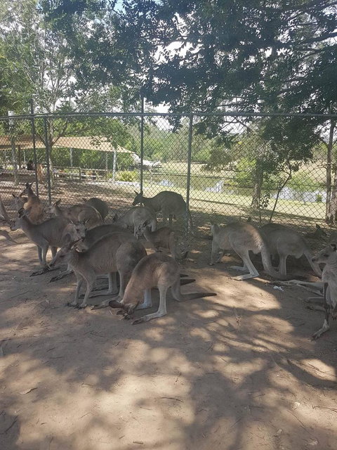 Lone Pine Koala Sanctuary Admission With Brisbane River Cruise - Restaurant Gold Coast 18