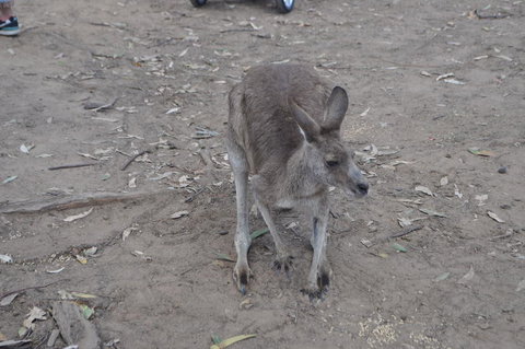Lone Pine Koala Sanctuary Admission With Brisbane River Cruise - Restaurant Gold Coast 3