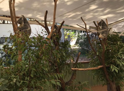 Lone Pine Koala Sanctuary Admission With Brisbane River Cruise - Restaurant Gold Coast 16