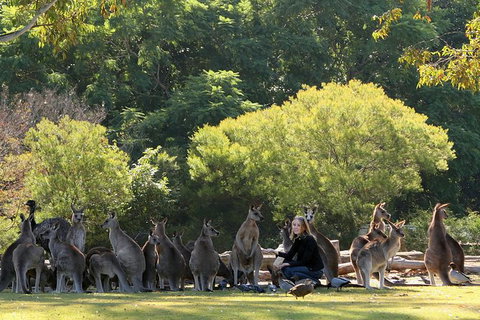 Lone Pine Koala Sanctuary Admission With Brisbane River Cruise - Restaurant Gold Coast 27