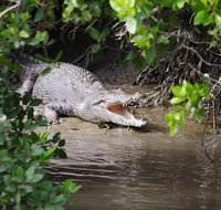 Whitsunday Crocodile Safari including Lunch - Restaurant Gold Coast