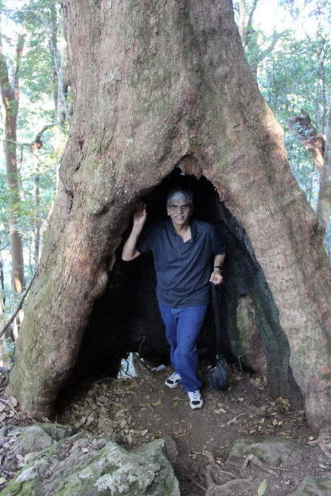 Springbrook National Park Discovery Full-Day Bushwalking Tour - Restaurant Gold Coast 5