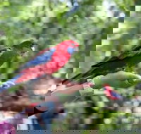 Springbrook National Park Discovery Full-Day Bushwalking Tour - Restaurant Gold Coast