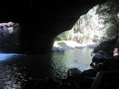 Springbrook National Park Discovery Full-Day Bushwalking Tour - Restaurant Gold Coast 18