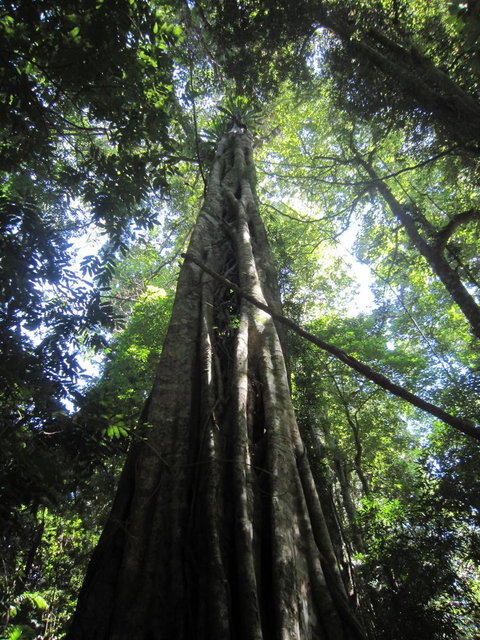 Springbrook National Park Discovery Full-Day Bushwalking Tour - Restaurant Gold Coast 14