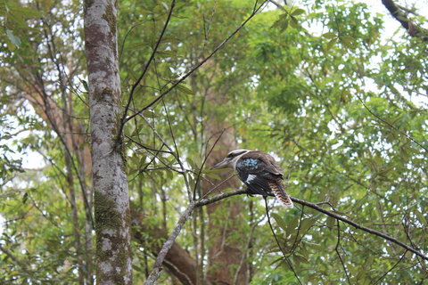 Springbrook National Park Discovery Full-Day Bushwalking Tour - Restaurant Gold Coast 2
